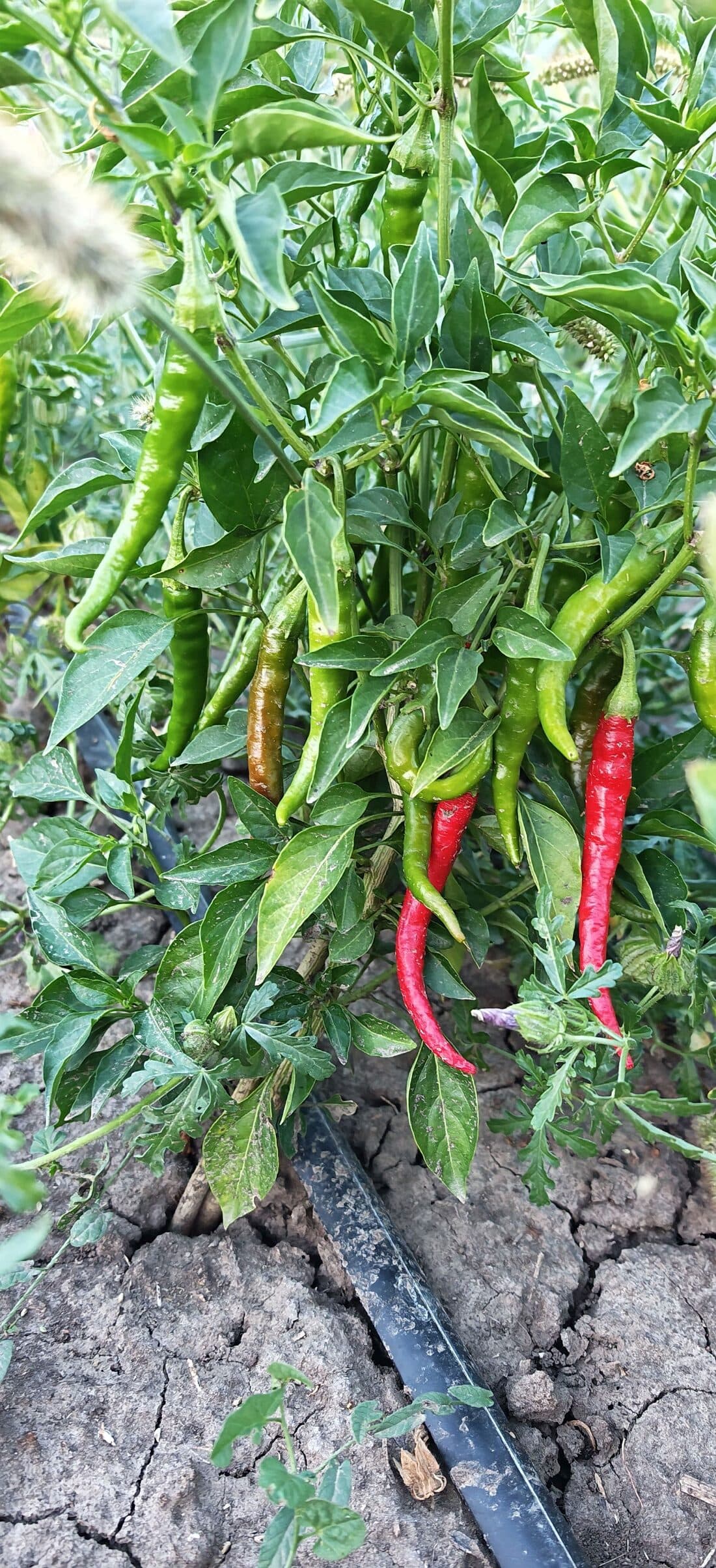 Ardei iuți lungi, verzi și doi copți roșii, pe plantă