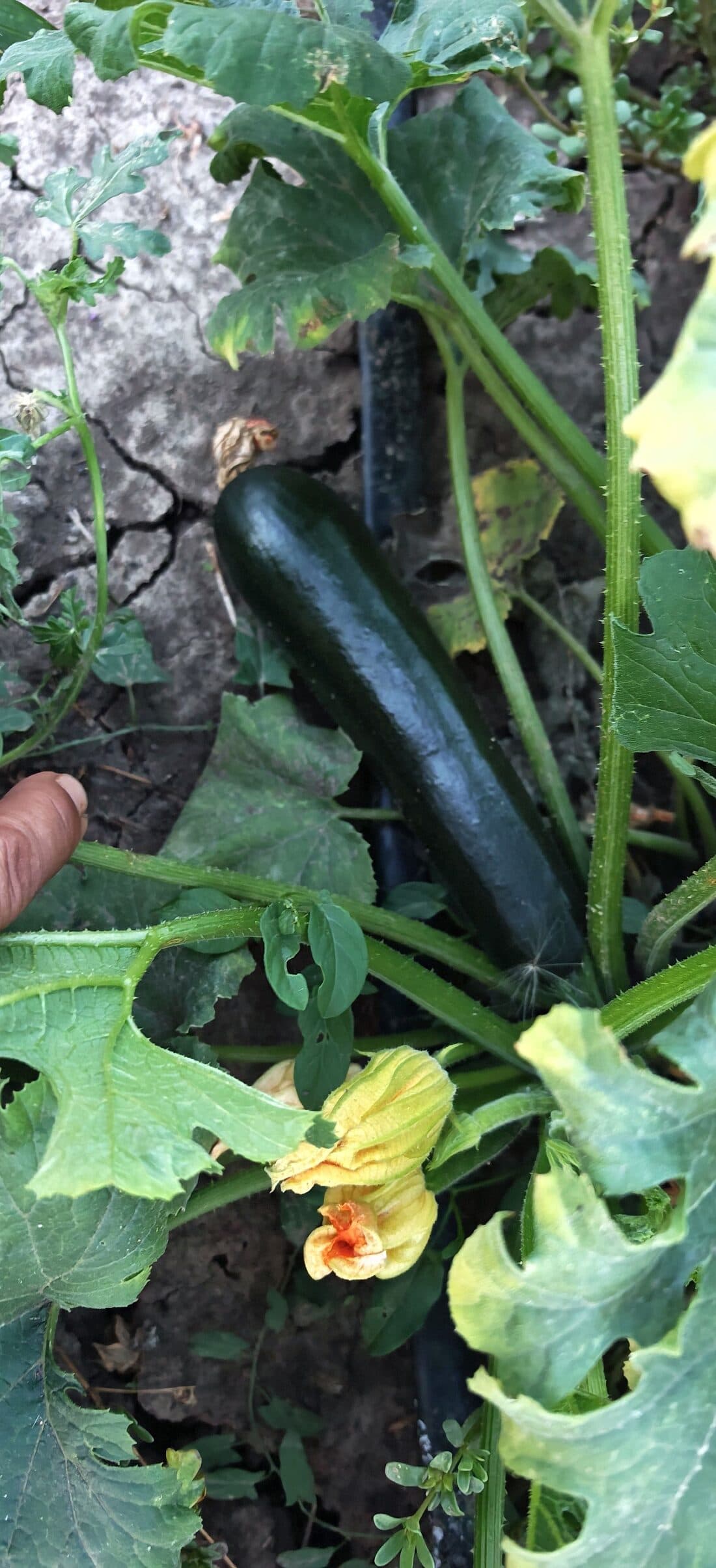 Dovlecel închis la culoare, cu floarea galbenă deschisă lângă el