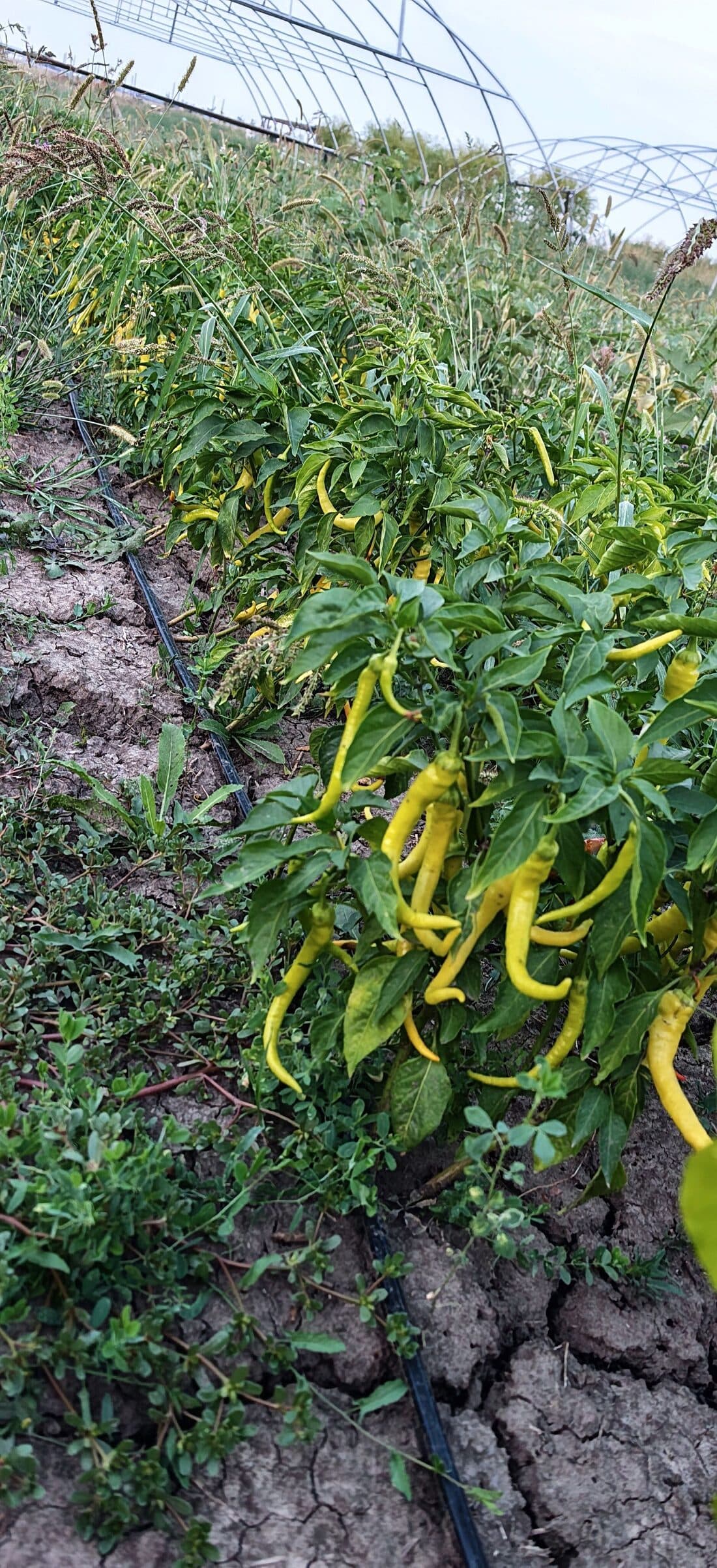 Rând de ardei galbeni în câmp, cu verdeață crescută între plante și furtunul de picurare pe pământ