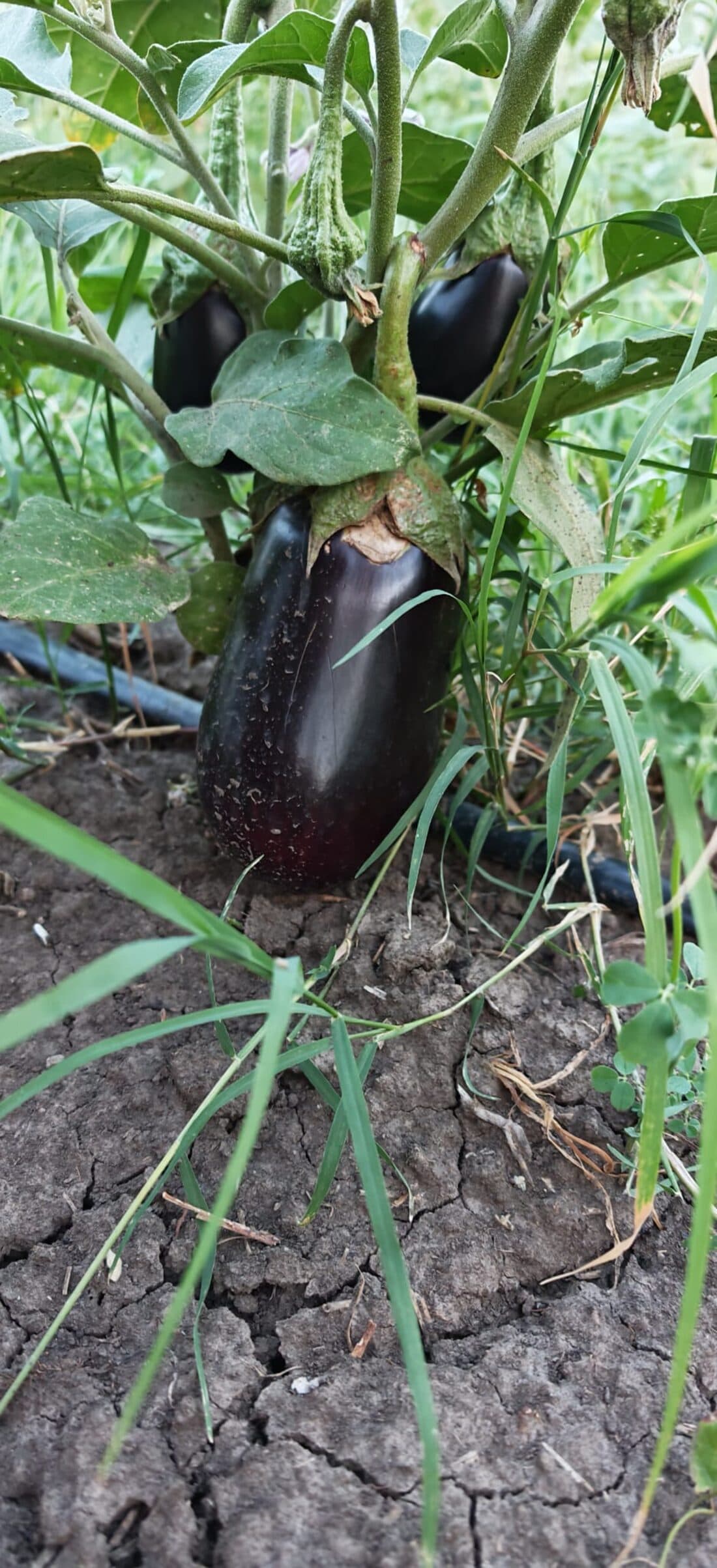 Vinete lucioase pe plantă, fotografiate de Raul
